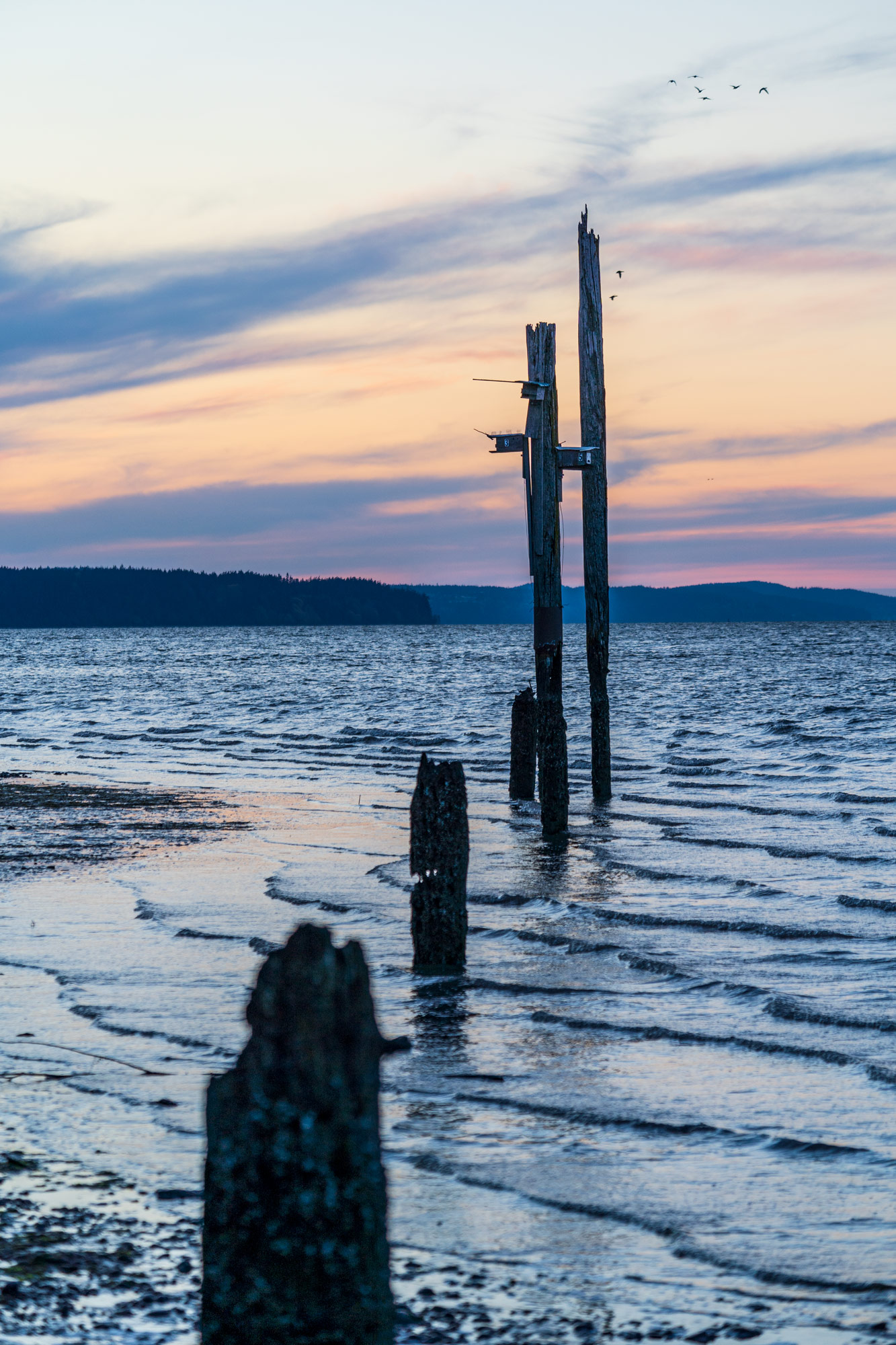 Pylons and bird nests at English Boom, Camano Island, Washington