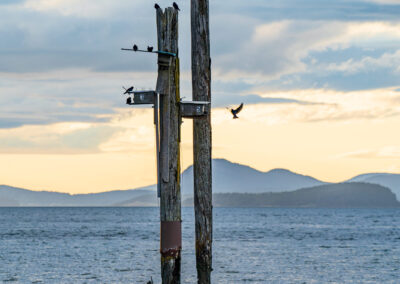 Pylons and bird nests at English Boom, Camano Island, Washington
