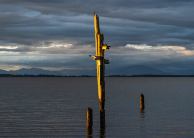 Pylons and bird nests at English Boom, Camano Island, Washington