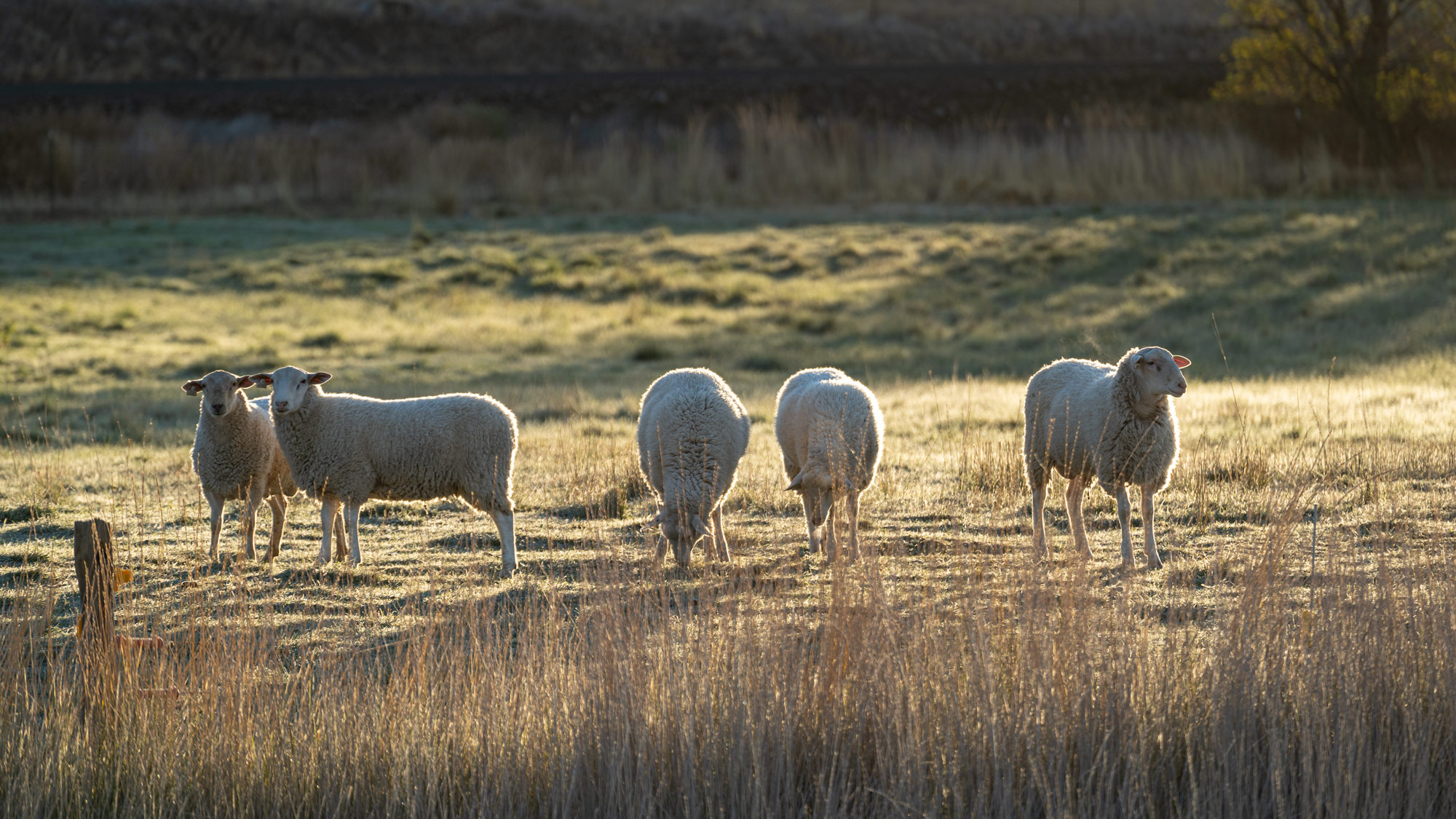 Sheep at Tin Willows Sheep Farm at morning golden hour.