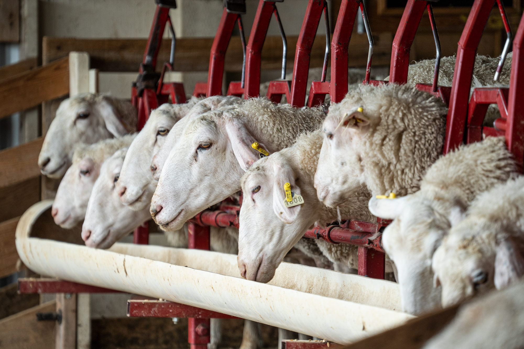Sheep feeding while being milked